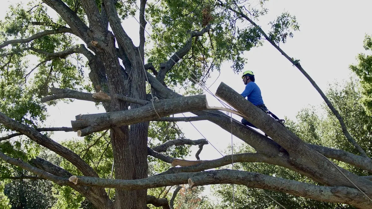 Professional Hazardous Tree Removal performed by certified arborists in Chesterfield