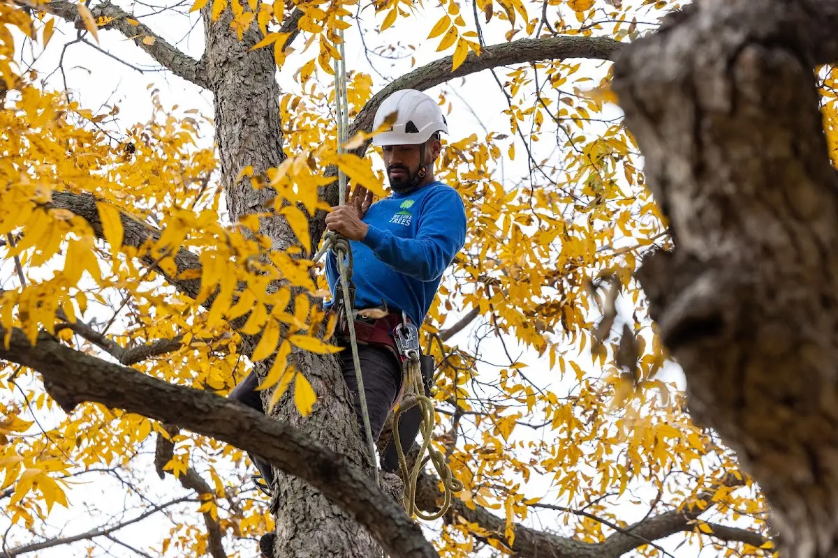 Skilled Tree Planing crew working in Chesterfield